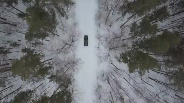 Paseos Coche Largo Camino Forestal — Vídeos de Stock