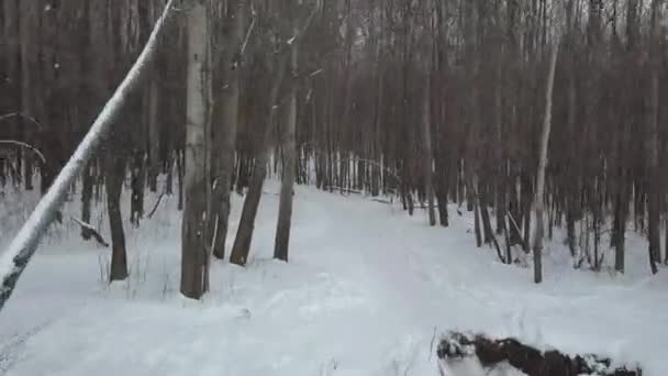 Camera Flies Winter Forest — Stock Video