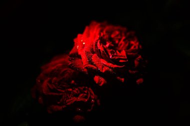 Roses in the dark with drops of water clipart