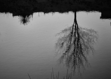 Nehrin akışına yansıyan yaşlı bir ağacın siyah ve beyaz ayrıntıları