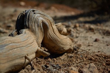 Kuru, sığ ve çarpık bir ağaç kökünün bir yaz öğleden sonrası ayrıntıları