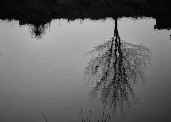 Черно Белая Деталь Старого Дерева Отраженная Течение Реки — стоковое фото