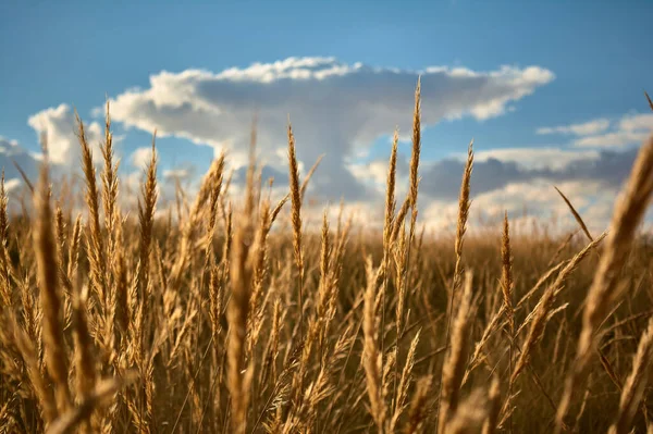 Primer Plano Campo Cereales Undia Nublado — Foto de Stock