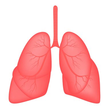 Gerçekçi akciğer anatomisi. İnsan tasarım elementinin iç organları, logo