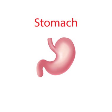 Mide insan iç organı. Sindirim sistemi. Tıbbi konsept