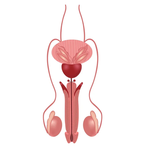 Erkek üreme sistemi. Üroloji. İnsan iç organı gerçekçi