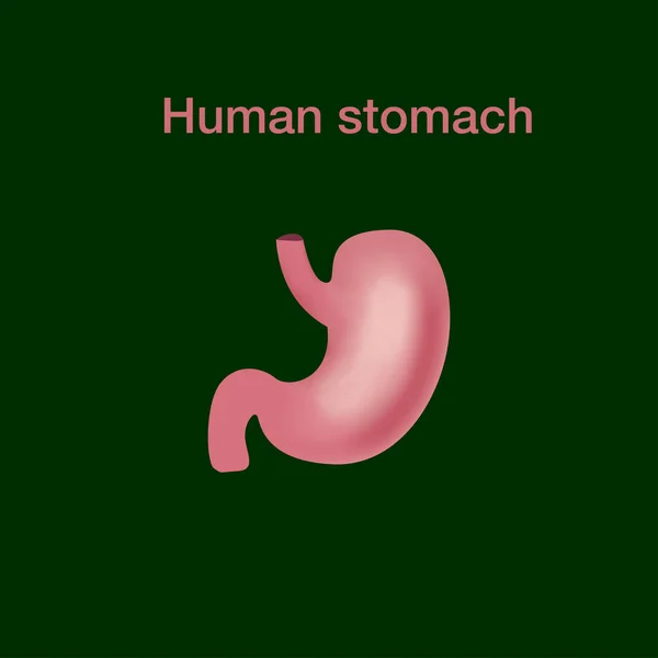 白い背景に隔離されたベクトル現実的な人間の胃のアイコン — ストックベクタ