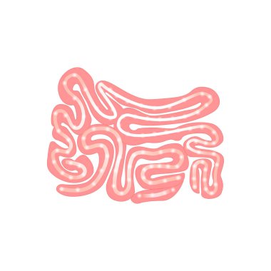 Bağırsağın gerçekçi düz vektör çizimi. İnsan iç organı