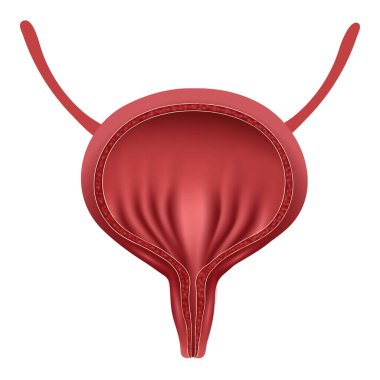 Gerçekçi insan mesanesi. Tıp konsepti, sağlık. İnsan iç organları sembolü.