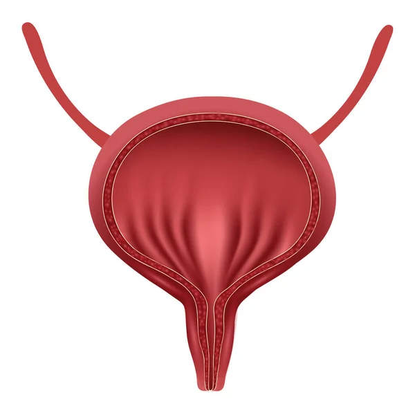 Gerçekçi insan mesanesi. Tıp konsepti, sağlık. İnsan iç organları sembolü.