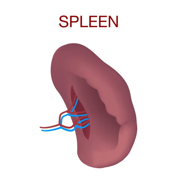 Realistic illustration of spleen vector mockup for web design isolated on white background — Stock Vector