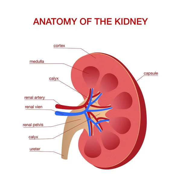 Medizinisches Diagramm der menschlichen Niere mit einem Querschnitt durch das innere Organ — Stockvektor