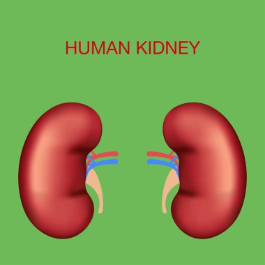 Gerçekçi insan organları. Böbrekler, kan akışı, arter ve damar.