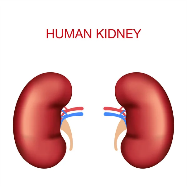 Organi umani realistici.Reni afflusso di sangue, arteria e vena — Vettoriale Stock