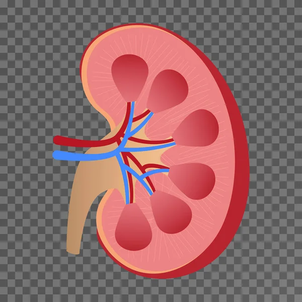 Anatomia nerki.Ilustracja o fizjologii i nauce człowieka — Wektor stockowy