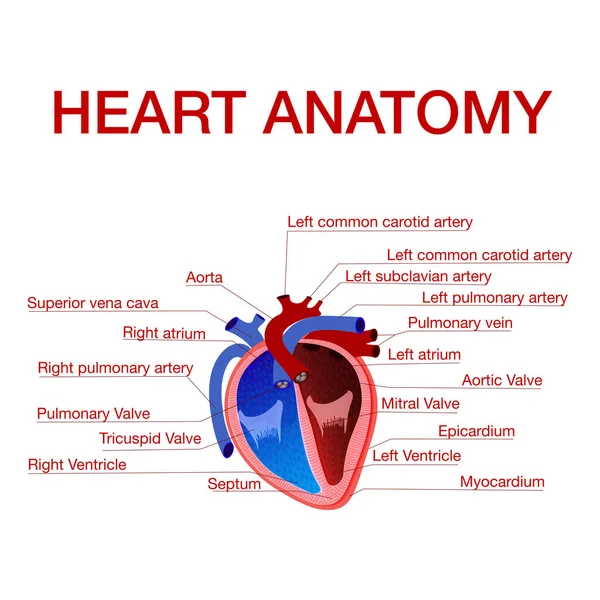 Anatomie des menschlichen Herzens mit Textunterschriften, die auf verschiedene Teile hinweisen — Stockvektor