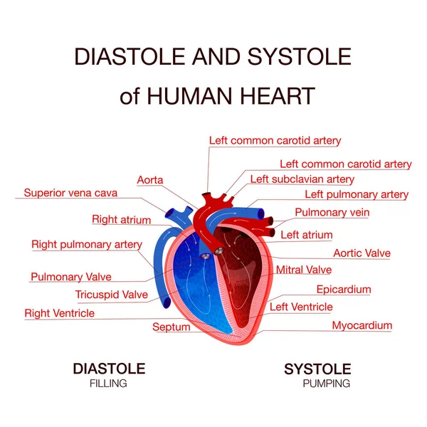 Diastolischer und systolischer Blutdruck. Vektorillustration — Stockvektor