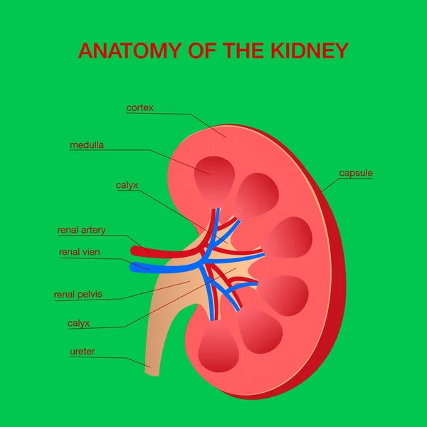 Ludzka nerka schemat medyczny z przekrojem narządów wewnętrznych — Wektor stockowy