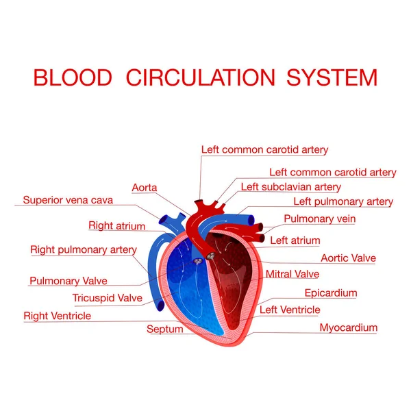 Circulación de la sangre a través del corazón.Concepto educativo — Vector de stock