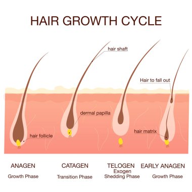 Hair growth phase step by step.Stages of the hair growth cycle clipart