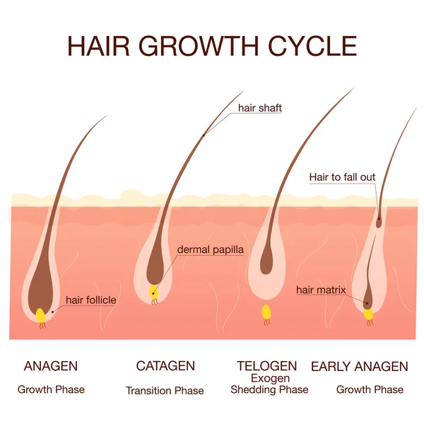 Kılların uzaması aşama aşama. Saç uzama döngüsünün aşama aşama.