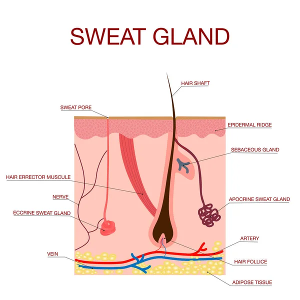 Glandulas sudoríparas apócrinas, écrinas e uma glândula sebácea.Anatomia saudável da pele —  Vetores de Stock