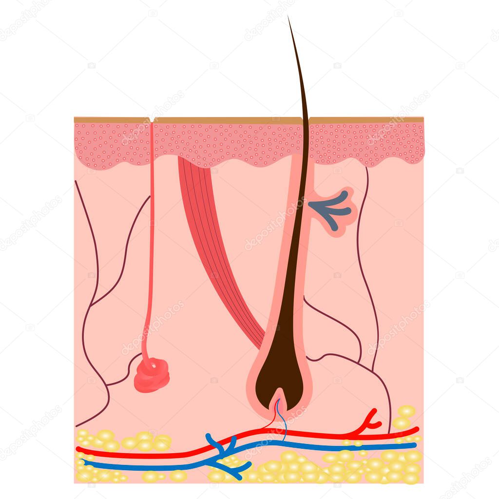 Sweat glands apocrine, eccrine and a sebaceous gland.Healthy skin anatomy