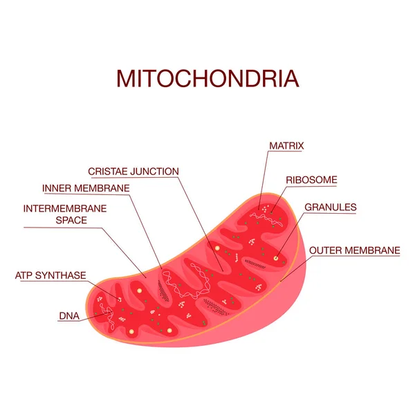 Diagrama de la estructura de las mitocondrias. Educación médica Vector Ilustración — Vector de stock