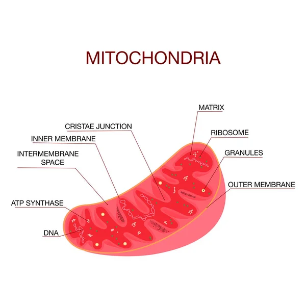 Diagram över strukturen av mitokondrier. Medicinsk utbildning vektor illustration — Stock vektor