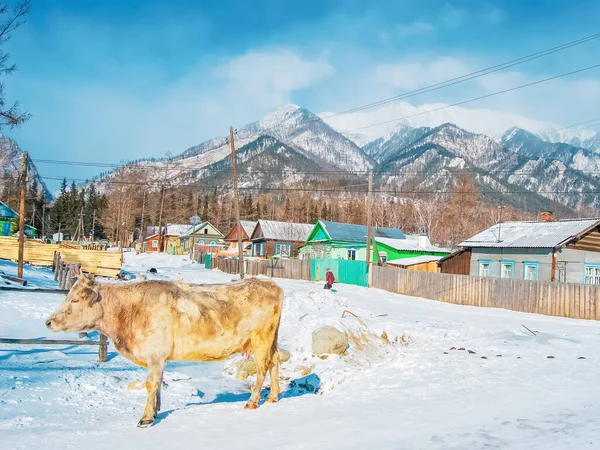 En ko går genom byn vid foten av bergen på vintern, vinter bakgrund — Stockfoto