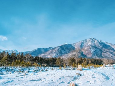 Ormanın etrafındaki kar beyazı dağın renkli manzarası, kış arkaplanı..