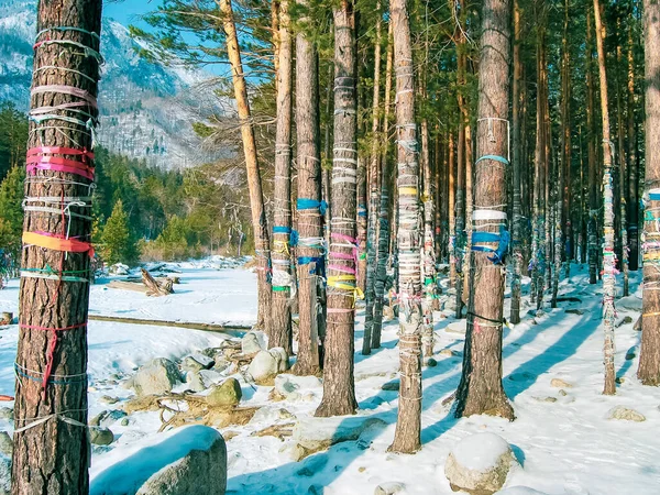 Brauch Farbige Seile Bäumen Binden Wünsche Erfüllen Winter Hintergrund — Stockfoto