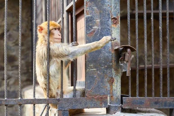 Scimmia Allo Zoo Vuole Libertà Immagine Stock