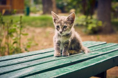 Bankta küçük sevimli bir kedi