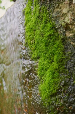 Kalın yeşil yosun ve akan su desenli bir taşın üzerinde.