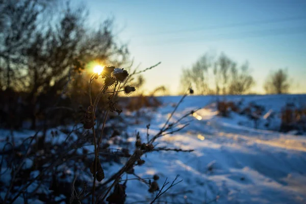Caldo Paesaggio Invernale Tramonto Cielo Blu — Foto Stock