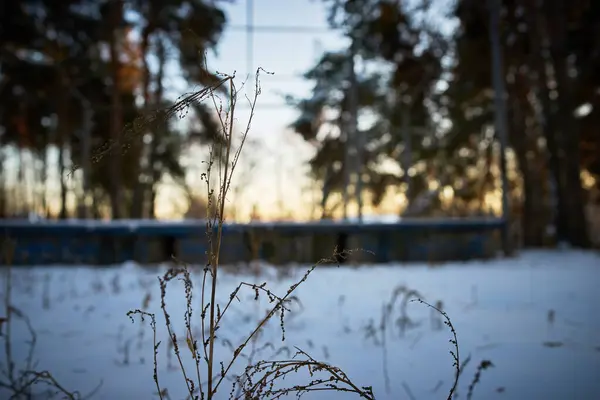 Caldo Paesaggio Invernale Tramonto Cielo Blu — Foto Stock