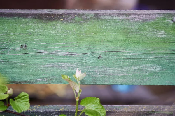 Green Textured Board Sprouting Flower — Stock Photo, Image