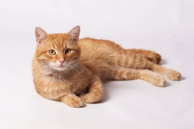 Güzel turuncu kedi beyaz arka planda yatıyor.                               