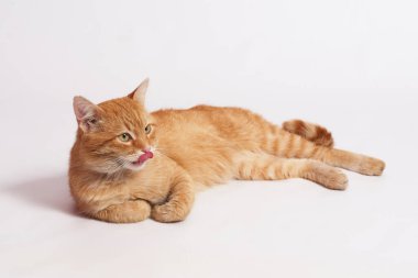 Güzel kırmızı kedi beyaz bir zeminde dudaklarını yalıyor.