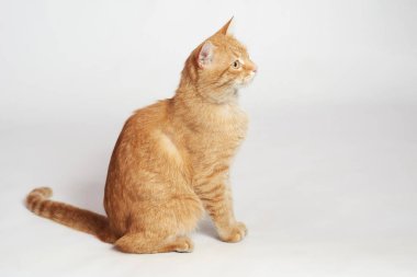 Güzel kırmızı kedi beyaz arka planda oturuyor.