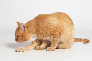 Güzel kırmızı kedi beyaz arka planda otururken kokluyor.   