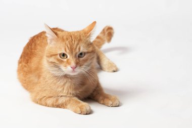 Güzel turuncu kedi beyaz arka planda yatıyor.
