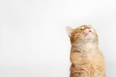 Beyaz arka planda oturan kırmızı bir kedinin portresi