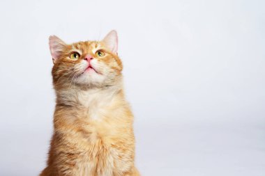 Beyaz arka planda oturan kırmızı bir kedinin portresi