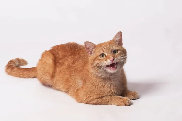 Güzel turuncu kedi beyaz arka planda mırıldanıyor