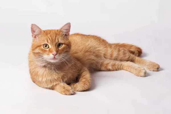 Güzel turuncu kedi beyaz arka planda yatıyor.                               
