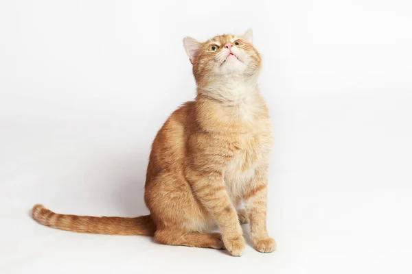 Güzel kırmızı kedi beyaz arka planda oturuyor.