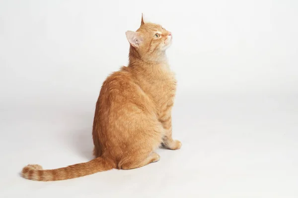 Beautiful Red Cat Sitting White Background — Stock Photo, Image