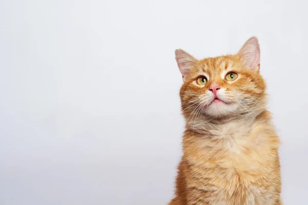 Beyaz arka planda oturan kırmızı bir kedinin portresi